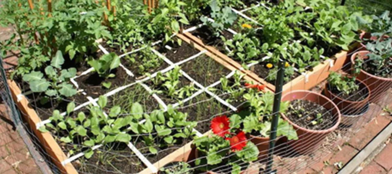 Que faire au jardin à l'automne ?